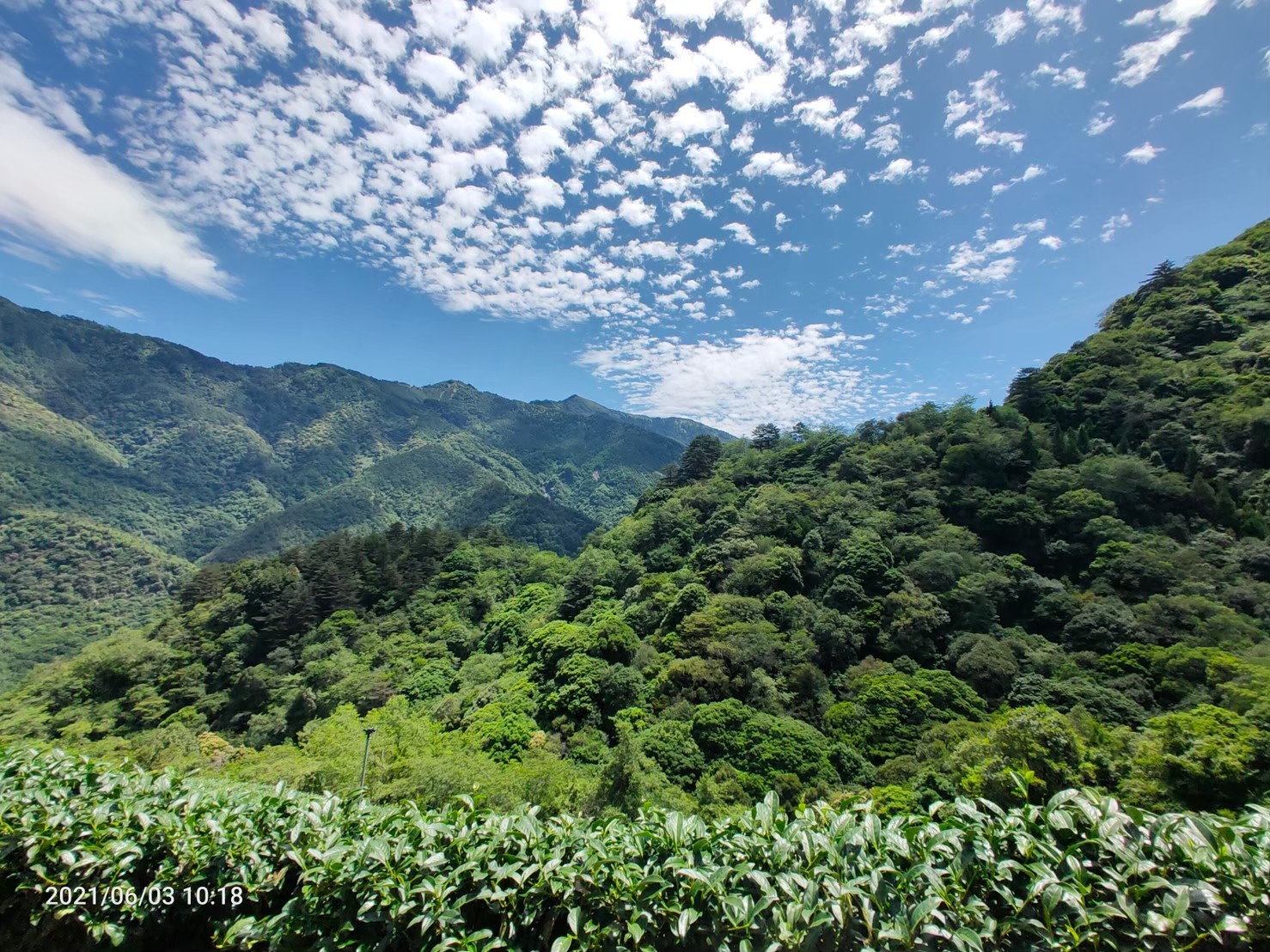 奇萊山茶園